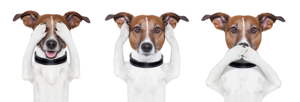 3 weiß-braune Jack Russel Terrier sind nebeneinander aufgereiht.
Der linke hält sich mit seinen Pfoten die Augen zu, der in der Mitte die Ohren und der Rechte hält sich seine Schnauze zu.